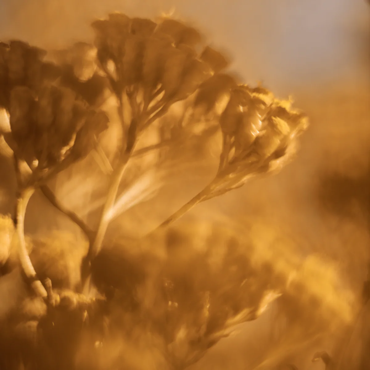 Immortelle Divine Youth Cream - Image 11